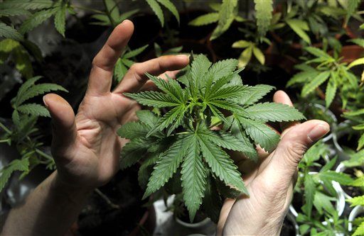 Feds: States Can Keep Their Pot Laws