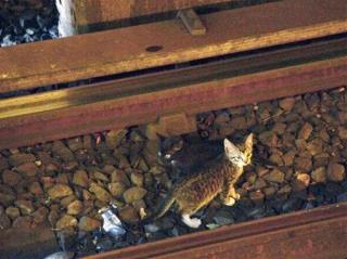 NYC Mayoral Candidates Debate: Should Trains Run Over Kittens?