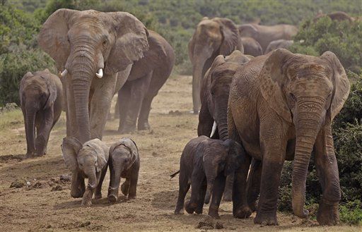 Poachers Kill 41 Elephants With Poison