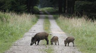 Fukushima's Latest Woe: Wild Boars