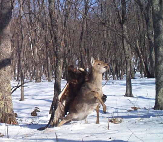 Photo Proof: Eagle Attacks Deer