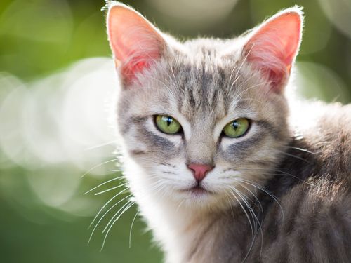 Cats Might Help Us Make HIV Vaccine