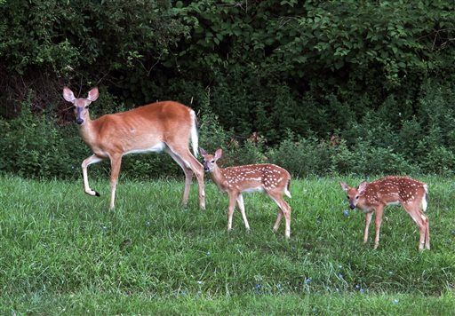 Woman Hits Fawn, Then Fawn's Mom Hits Woman