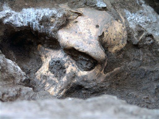 1.8M-Year-Old Skull Alters Tale of Human History