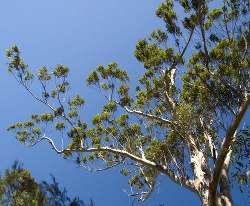 Scientists Find Gold in Eucalyptus Trees
