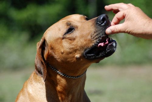 FDA: Jerky Treats Still Killing Dogs