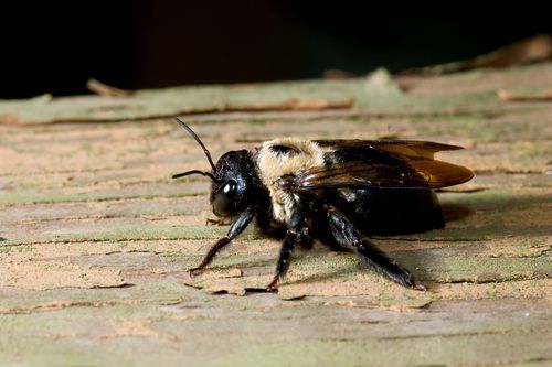 Bees Nearly Disappeared With Dinosaurs