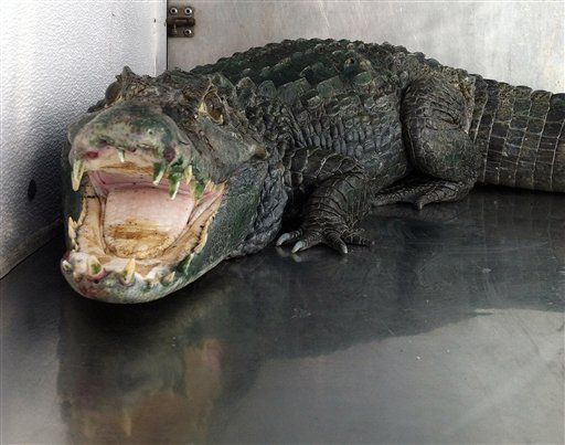 Bizarre Find at Chicago Airport: Alligator
