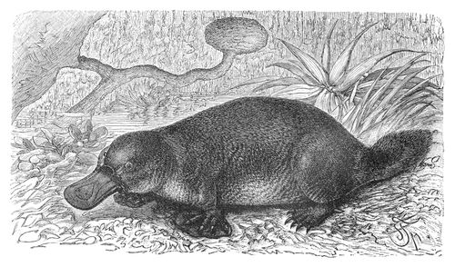 New Fossil Find: 'Platypus-Zilla'