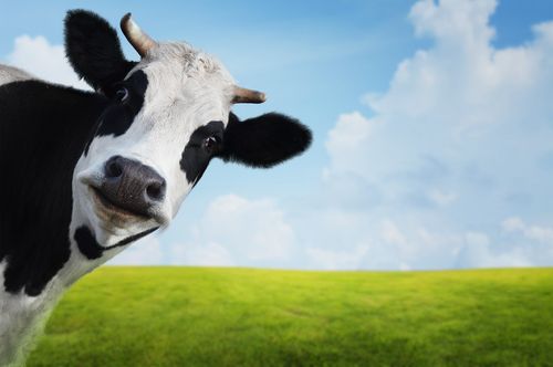 This $110 Cologne Appeals to ... Cows