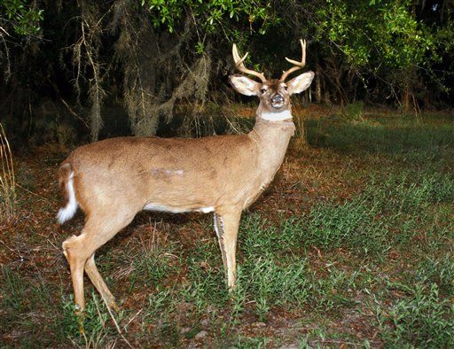 Florida Guy's Crime: Shooting Robot Deer