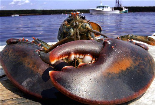 Surprise: Maine Lobster Caught in ... California