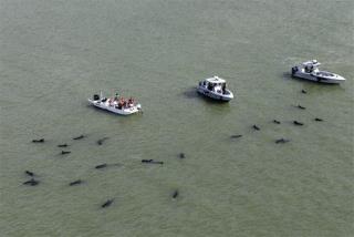 Hope Spouts for Stranded Florida Whales