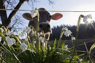 Why Switzerland Airlifts Its Cows