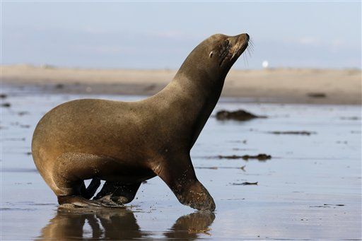 Lawsuit Demands San Diego Clean Up Sea Lion Poop