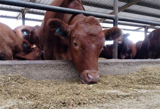 After Cows' Feet Fall Apart, Feedlot Drug Is Questioned