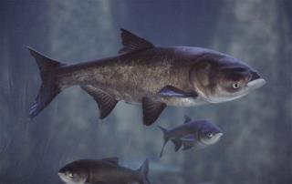 Army: Stopping Asian Carp Could Take 25 Years