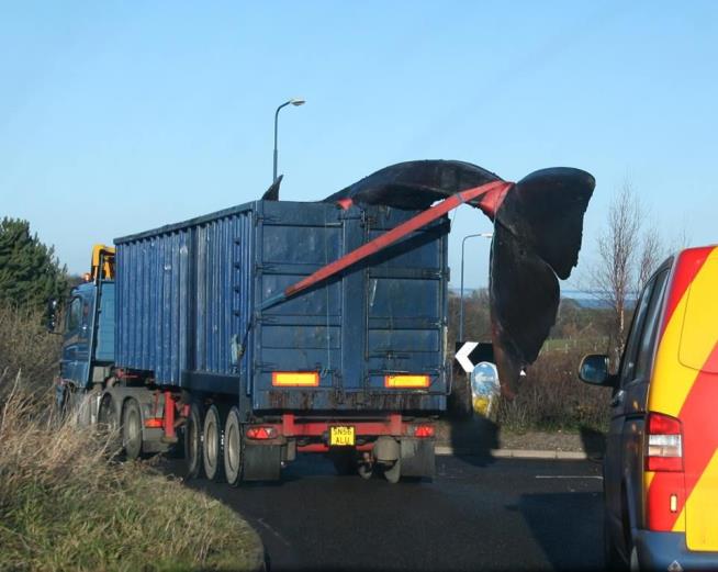 How to Move a Whale Carcass