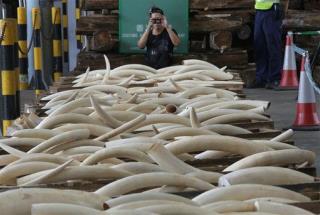 Hong Kong to Torch Giant Ivory Stockpile