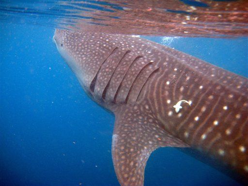World's Biggest Shark Abattoir Uncovered
