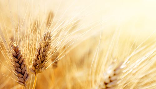 Bring on the GMO Wheat