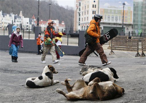 With Billionaire's Help, Sochi Strays Escaping Death