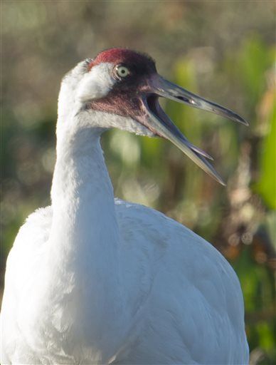 Only 600 Whooping Cranes left, and 3 were just shot