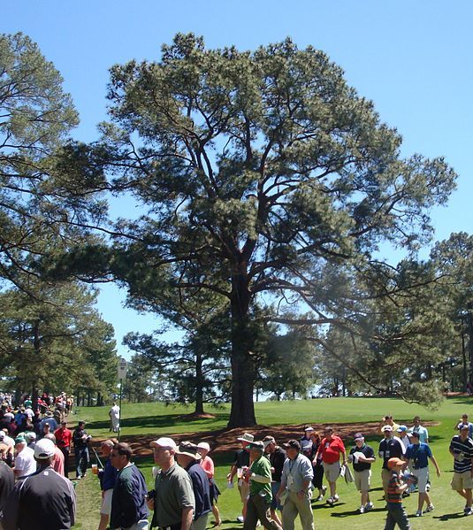 Ice Storm Victim: Golf's 'Eisenhower Tree'