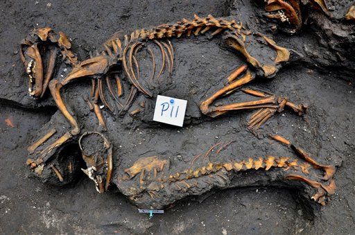 Aztec Dog Graveyard Unearthed