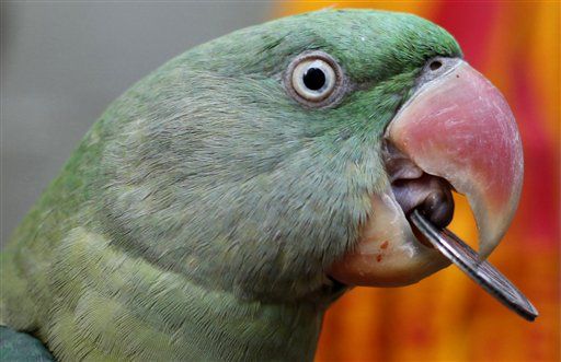 Parrot Helps Catch Owner's Murderer