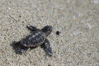 Scientists Dig Into Mystery of Sea Turtles' 'Lost Years'