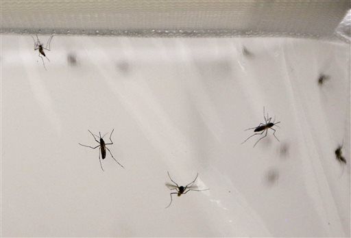 Climate Change Helps Malaria Spread