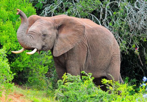 Elephants Can Recognize Different Human Languages