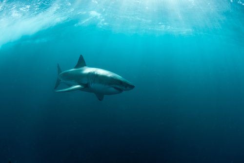 Great White That Crossed Atlantic May Be Pregnant