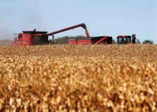 Pests Evolve to Eat Corn Designed to Kill Them