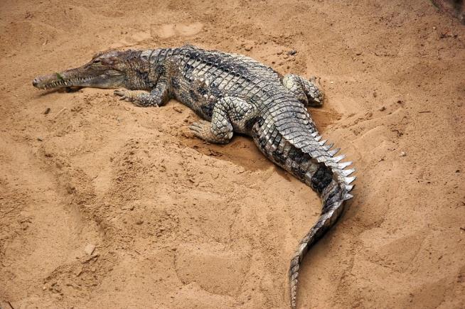 Rare Croc Dies During Zoo Hanky Panky