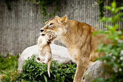 Zoo That Killed Giraffe Kills 4 Healthy Lions