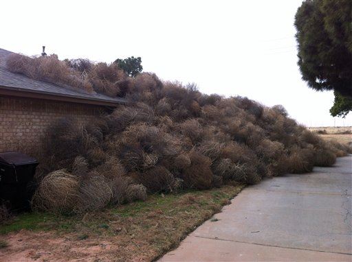 Americans Being Trapped in Homes by ...Tumbleweeds