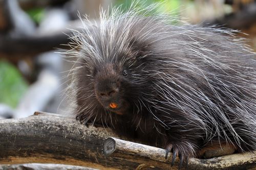 Driver Delivers Baby Porcupine After Its Mom Is Killed