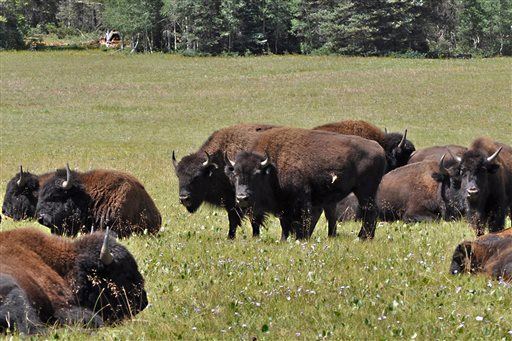 Herd of Hybrid Bison on Rampage in Grand Canyon