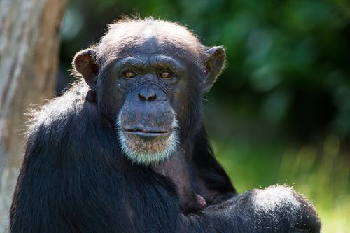 Chimp Sues Over Living Conditions