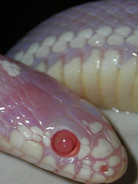 An Albino Snake Is Plaguing the Canary Islands