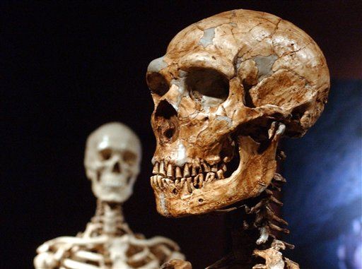 Modern Humans No Brainier Than Neanderthals