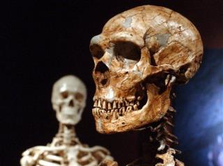 Modern Humans No Brainier Than Neanderthals
