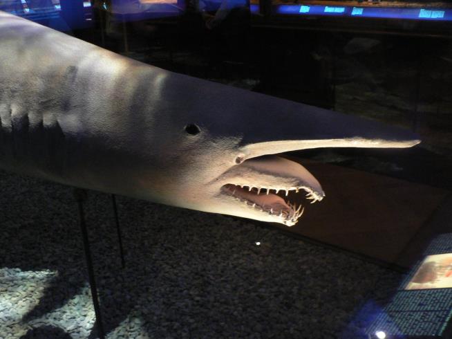 Rare, Freakish Shark Caught in Gulf