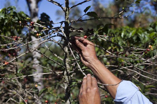 Cue the Freakout: 'Coffee Rust' Hits Producers Hard