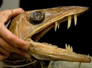 Rare 'Cannibal' Fish Washes Up on US Coast
