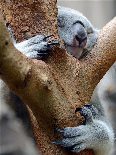 Scientists Discover Why Koalas Hug Trees