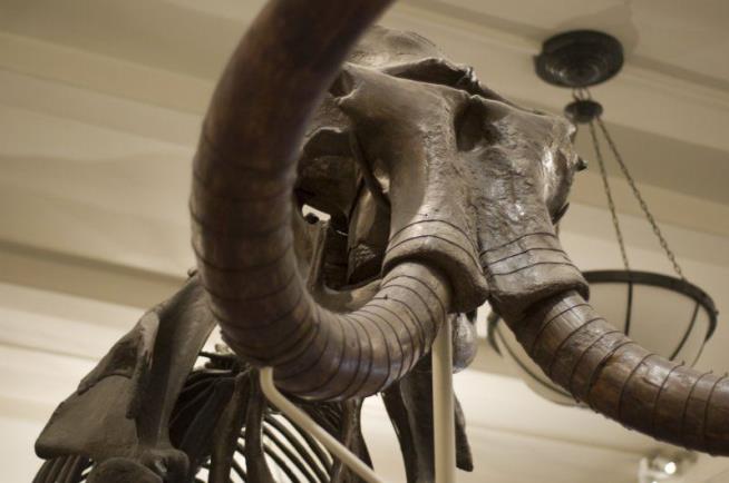 Reason Mammoths Went Extinct? Blame Humans