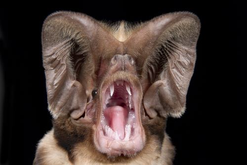 Scientists Find Bat Feared Extinct